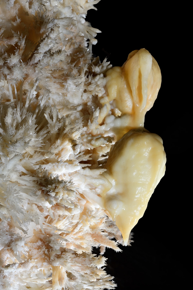 Grotte de Limousis (Aude) - Le lustre (détail de deux mamelons d'aragonite massive jaune)